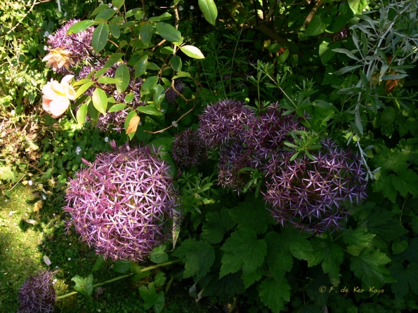 Bois des Moutiers (93) Juin 2012